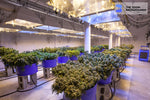 commercial cannabis grow zoom background
