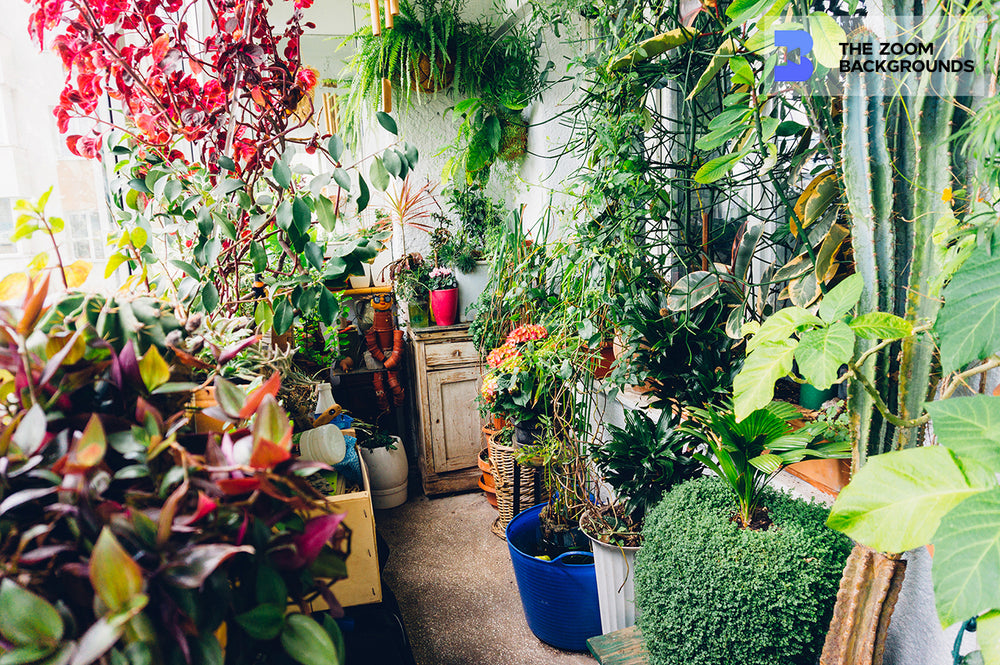 zoom background house plants Sunny Apartment Indoor Garden Zoom Background