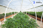 cannabis cultivation operaton zoom background