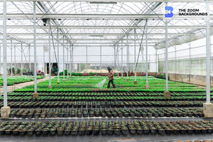 blurred worker watering greenhouse plant zoom background