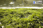 hydroponicallygrown cannabis leaves and stems zoom background
