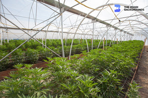 marijuana grow commercial zoom background