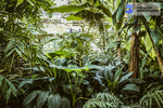 tropical greenhouse interior design with fresh green plants zoom backg