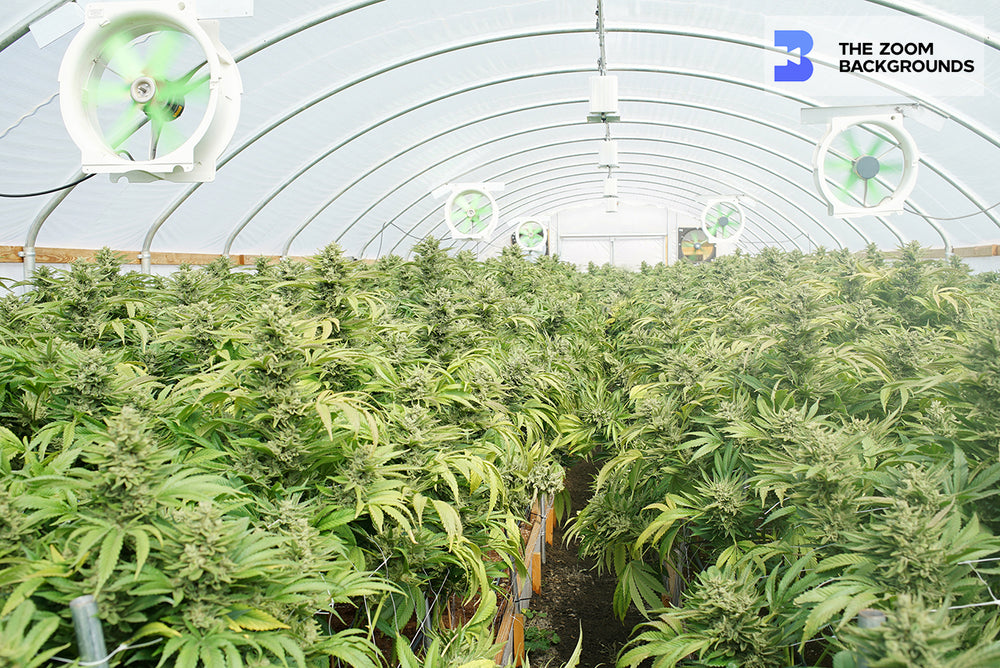 
            
                Load image into Gallery viewer, marijuana recreational grow operation greenhouse zoom background
            
        
