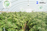 marijuana recreational grow operation greenhouse zoom background