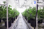 growing cannabis interior zoom background