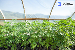 
            
                Load image into Gallery viewer, cannabis hoop house zoom background
            
        
