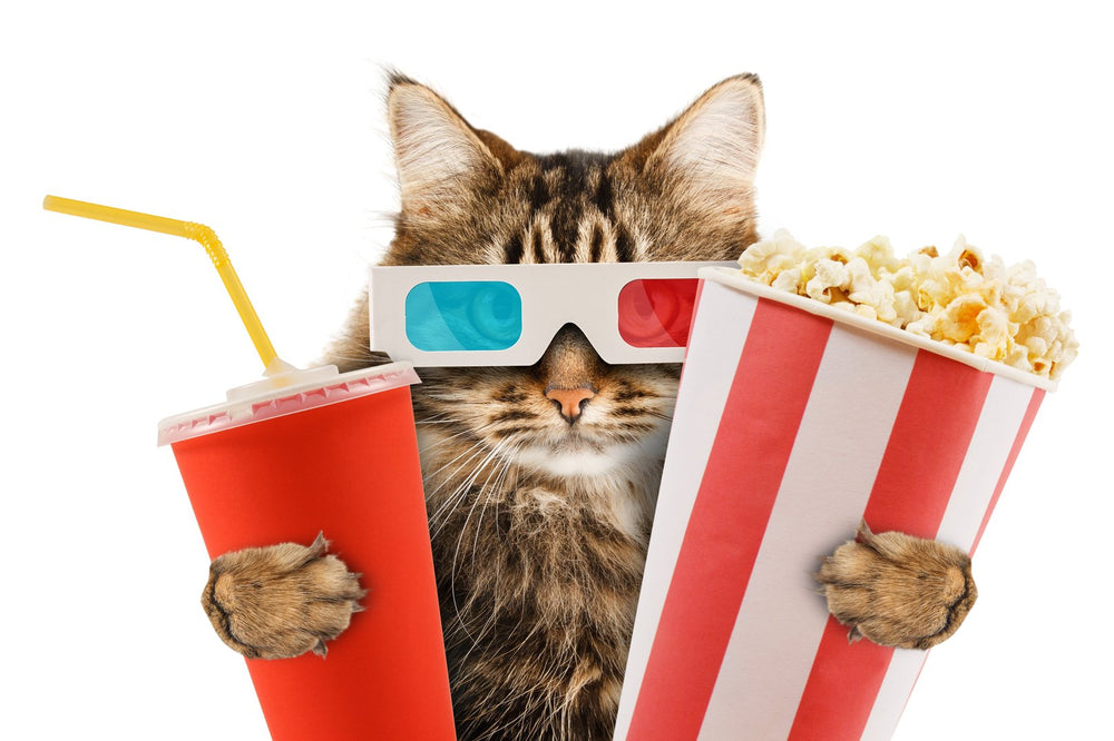 cat enjoying his bag of popcorn zoom backgrounds