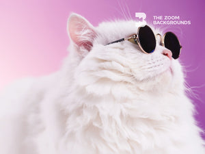 fatty cat zoom backgrounds