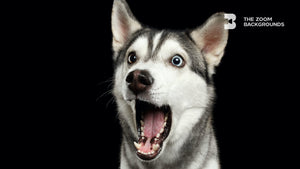 
            
                Load image into Gallery viewer, husky shocked face zoom backgrounds
            
        