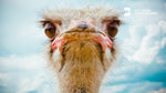 ostrich zoom backgrounds