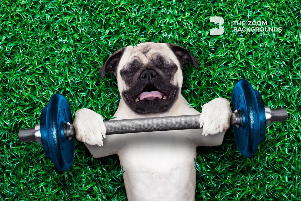 pug workout zoom backgrounds