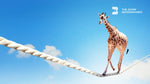 giraffe zoom backgrounds
