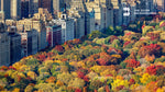 autumn colors in central park new york city zoom backgrounds